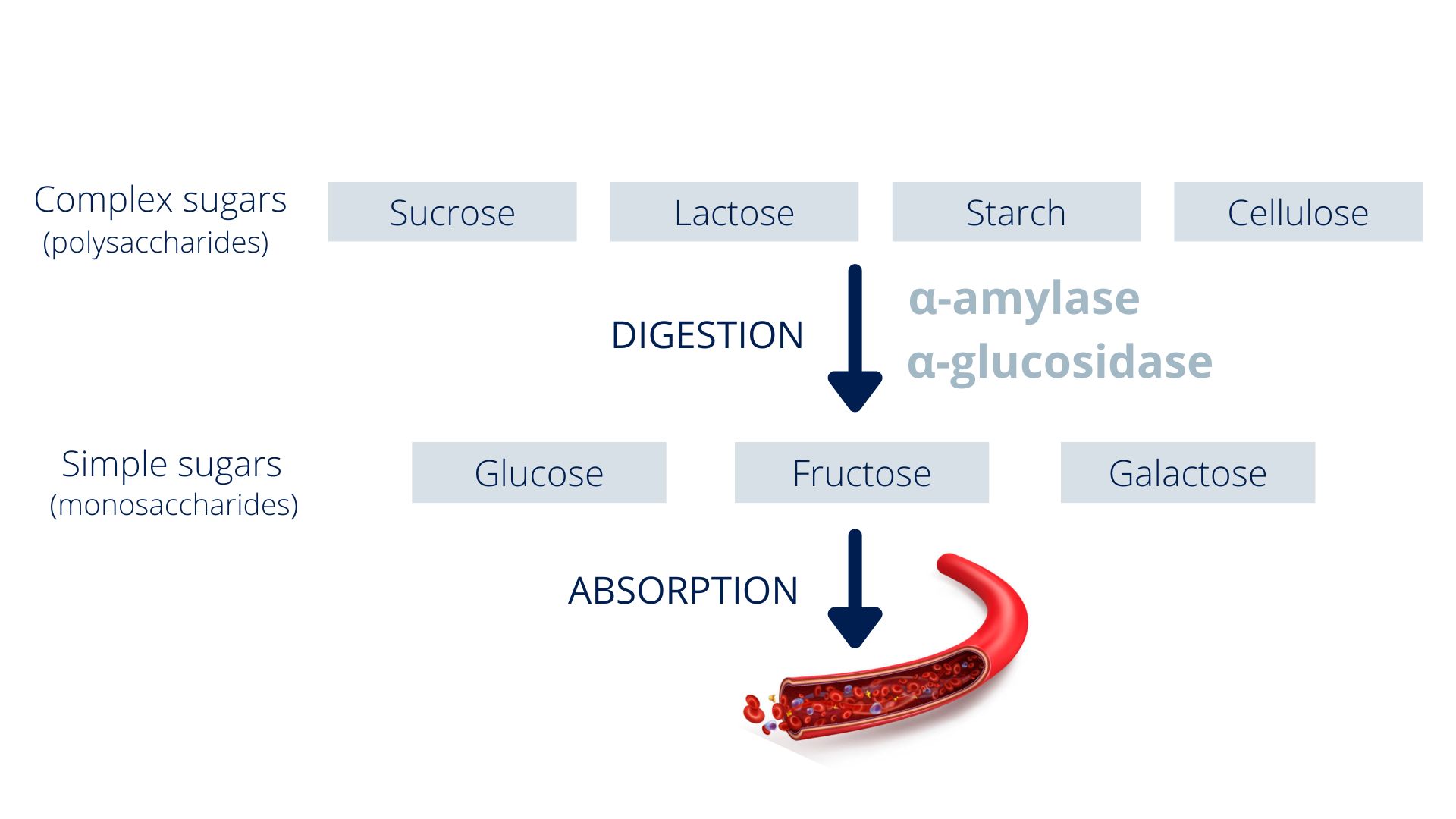 simple polysaccharide